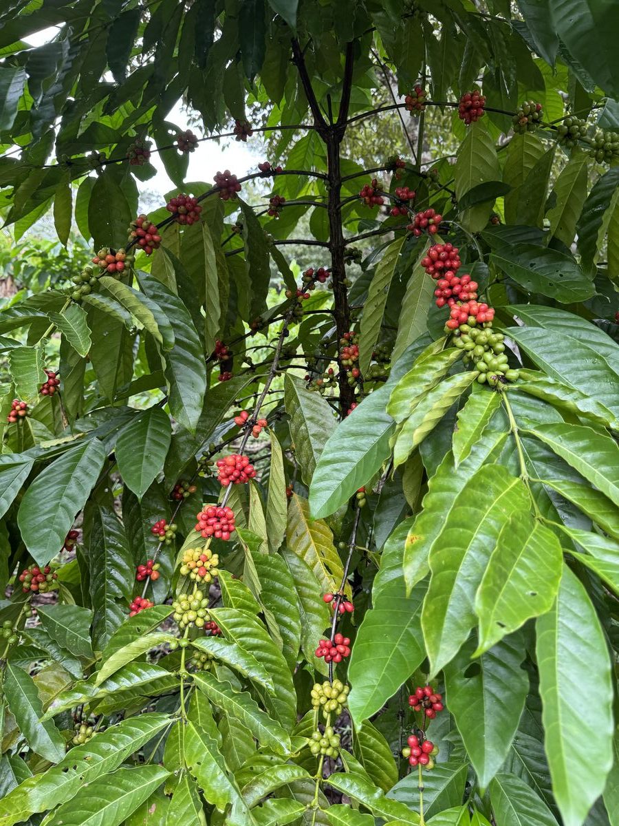 Cerezas de caf&eacute; rojas en la rama - Finca El Lirio