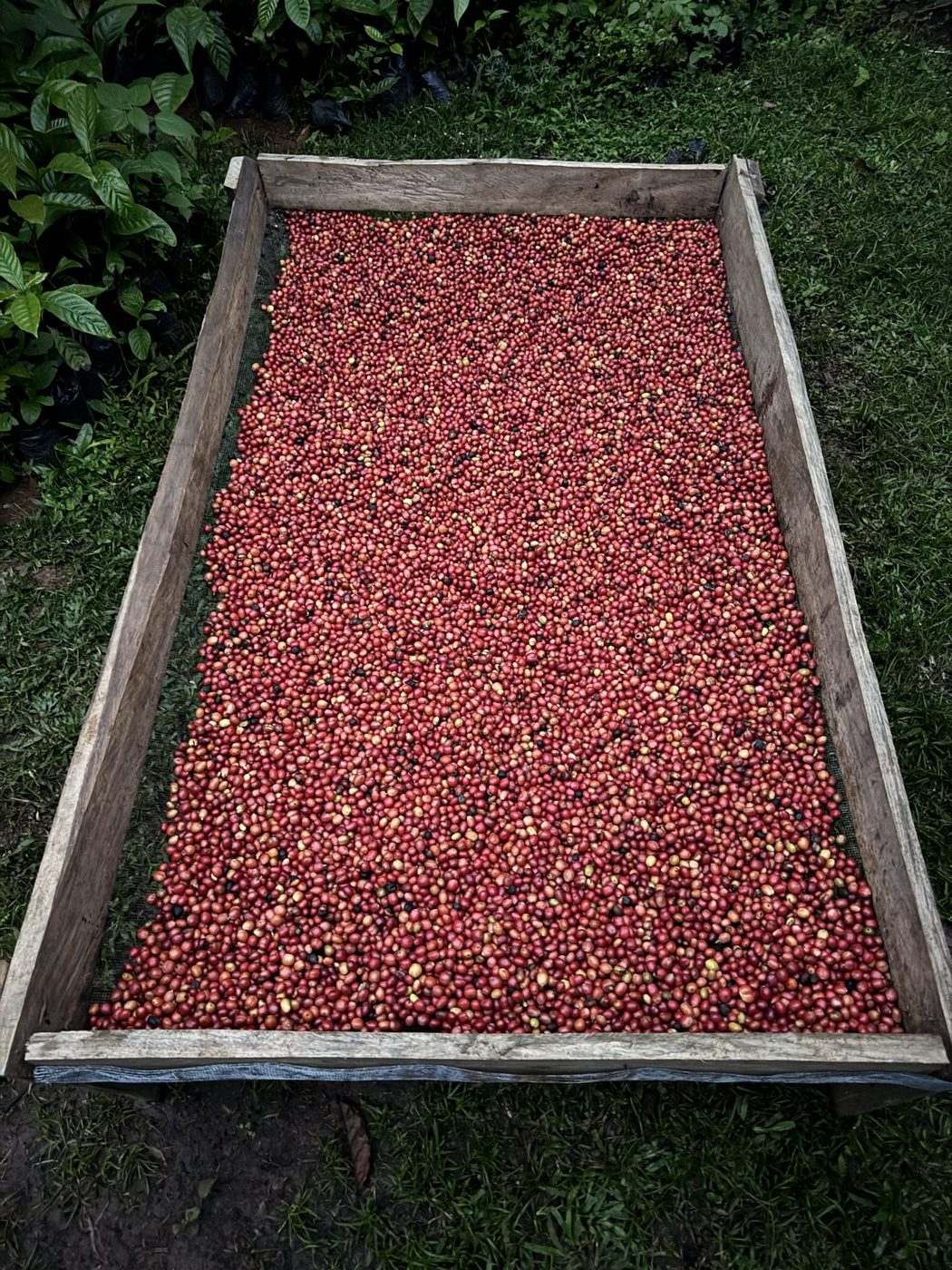 Cerezas de caf&eacute; secando al sol en finca panameña - proceso natural